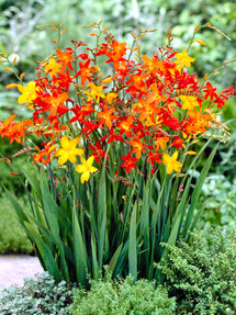 Montbretien Mischung (Crocosmia)