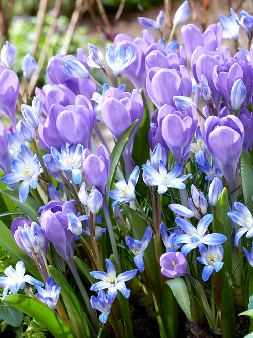 Kaufen Krokus Hummingbird