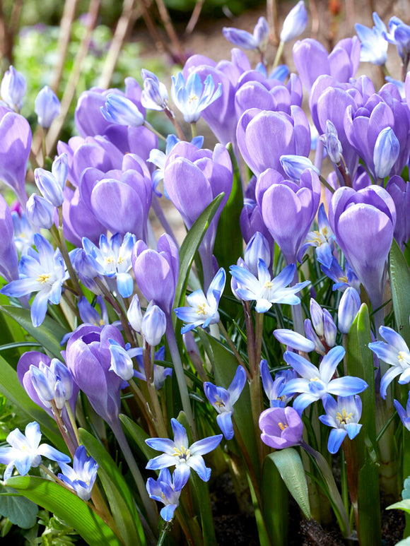 Kaufen Krokus Hummingbird