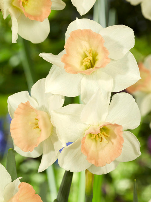Narzisse Cosmopolitan in Frühjahrsblüte