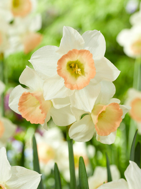 Kleine Narzisse mit korallrosa Trompete
