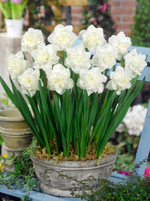 Narzisse Easter Born