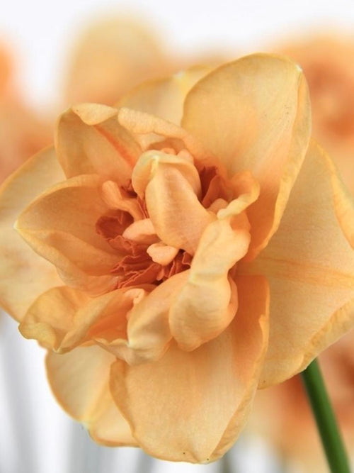 Kaufen Sie Narzisse Waylon