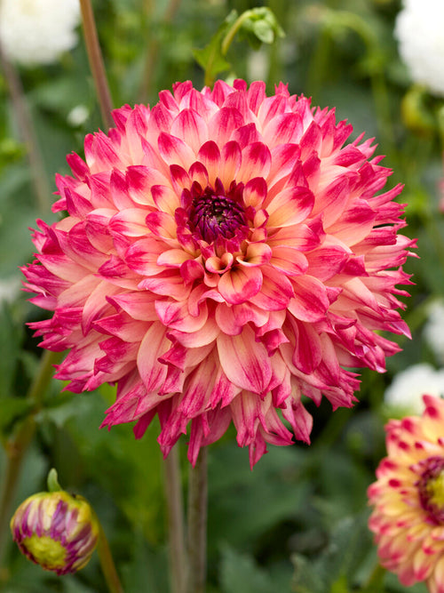 Dahlie Aiyana mit gefransten apricot-rosa Blüten im Sommergarten