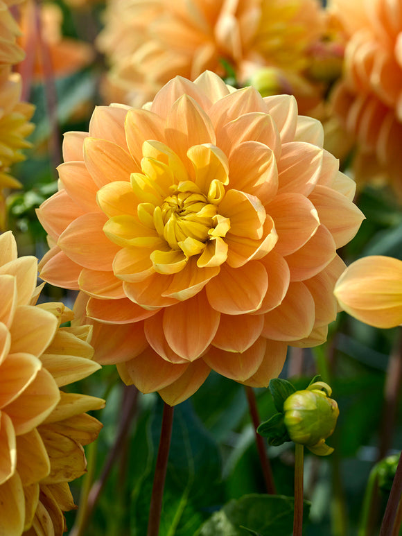 Detailaufnahme goldgelber Dahlienblüte
