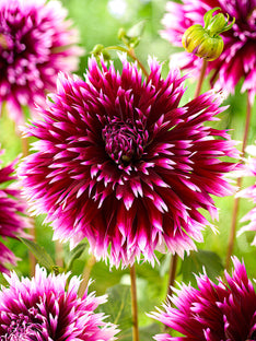 Dahlie Alauna Clair-Obscur