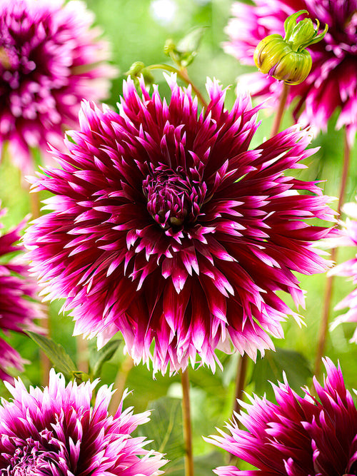 Dahlie Alauna Clair-Obscur