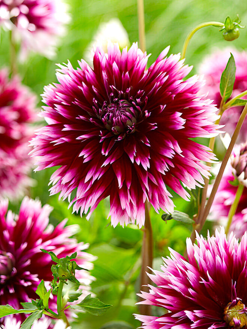 Dahlie Alauna Clair-Obscur Dahlienknollen