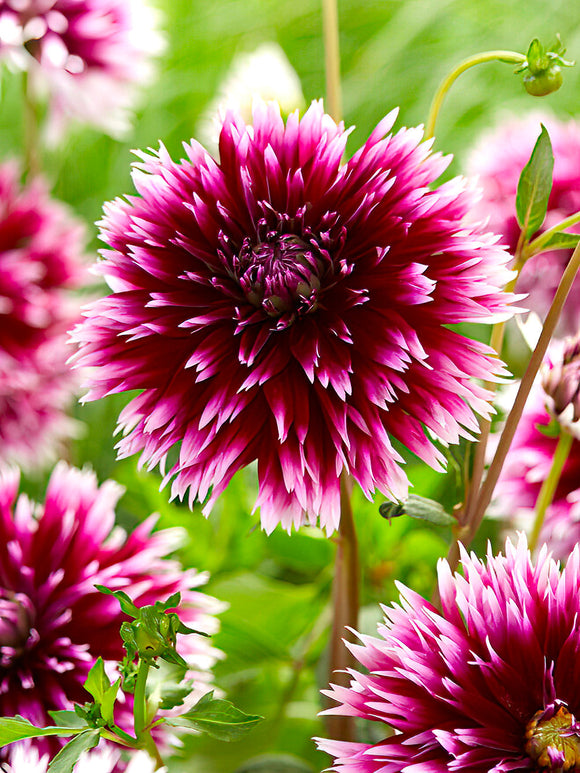 Dahlie Alauna Clair-Obscur Dahlienknollen