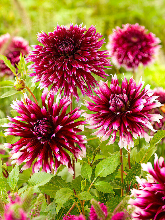 Dahlie Alauna Clair-Obscur Dahlienknollen bestellen