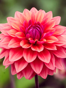 Dahlie American Dawn