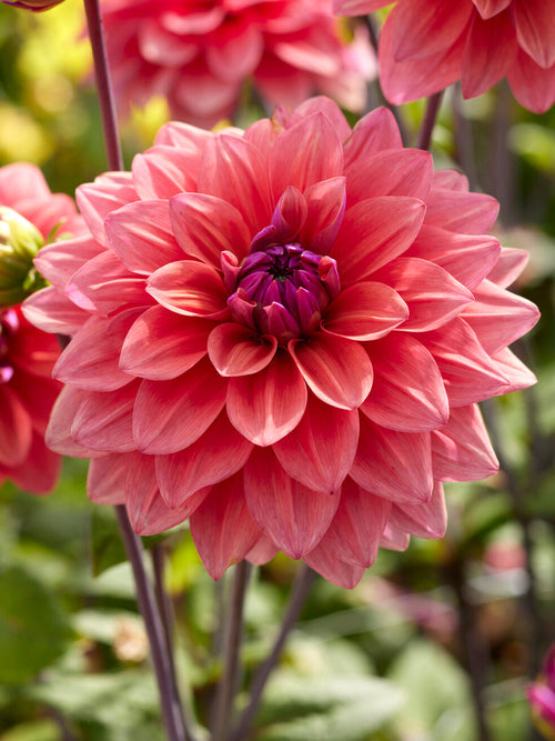 Zierdahlie American Dawn im sommerlichen Gartenbeet