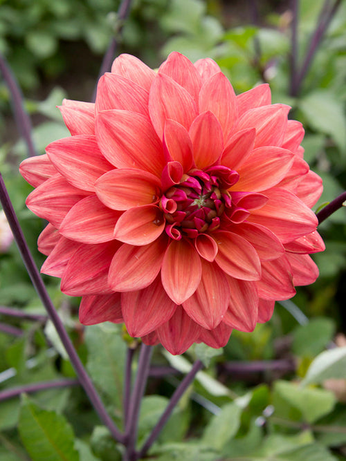 Dahlie American Dawn Blüte im natürlichen Licht