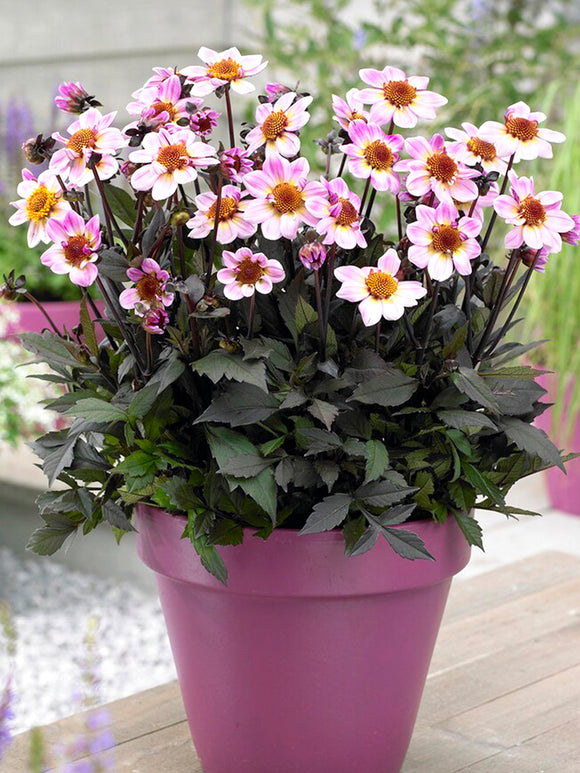 Dahlienknollen bestellen American Pie