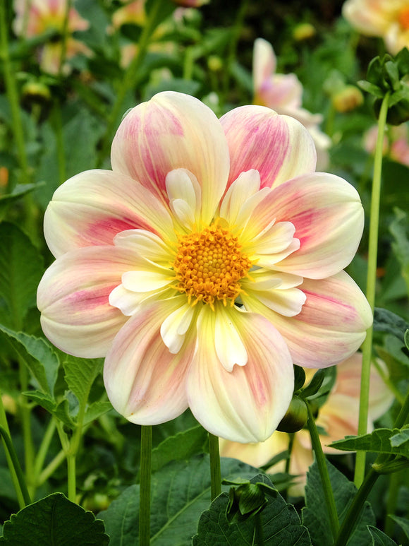 Zarte Dahlie in Apricot und Rosé Tönen