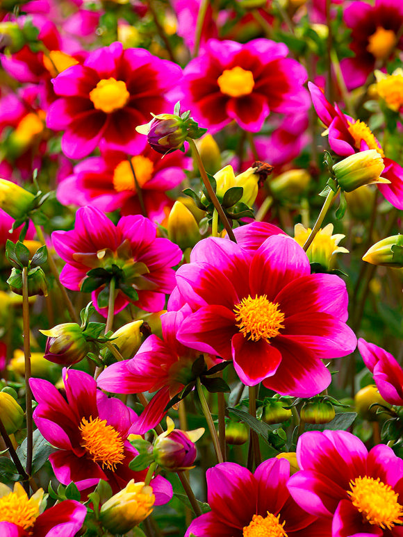 Dahlie Bashful - Dahlienknollen kaufen