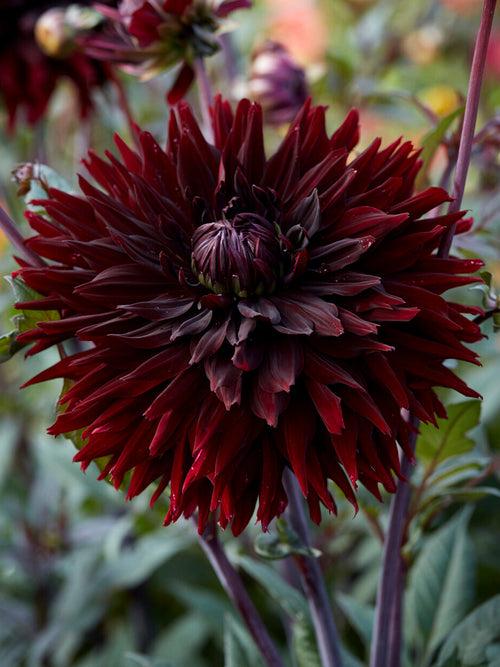Dahlie ‘Black Jack’ mit dunkelroten Kaktusblüten