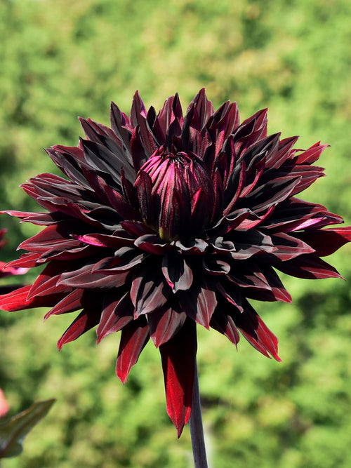 Detailaufnahme der tief burgunderfarbenen Blüte Black Jack