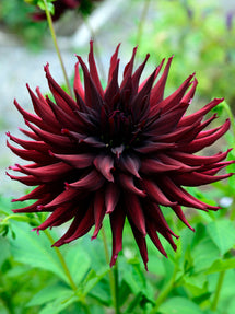 Dahlie Black Narcissus