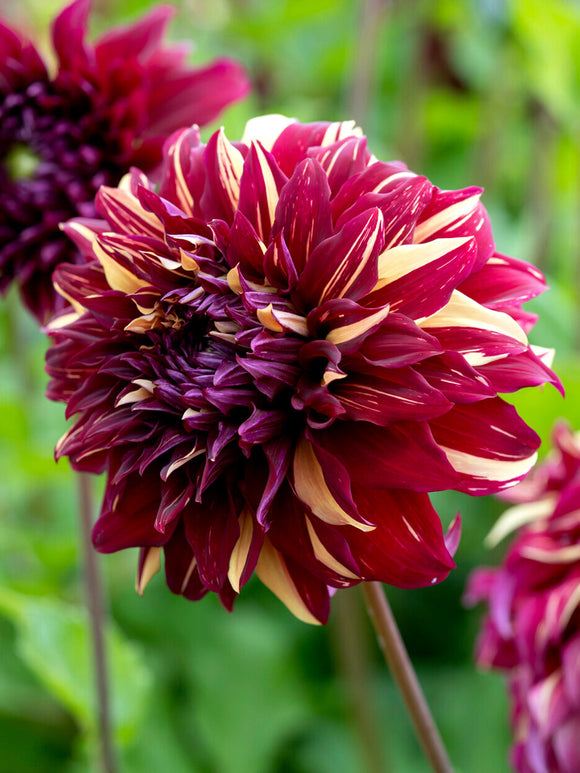 Dahlie Bohemian Spartacus mit rot-creme Blüten im Garten