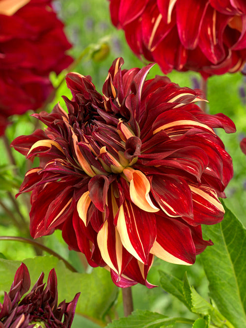 Dahlie Bohemian Spartacus als auffällige Gartenpflanze