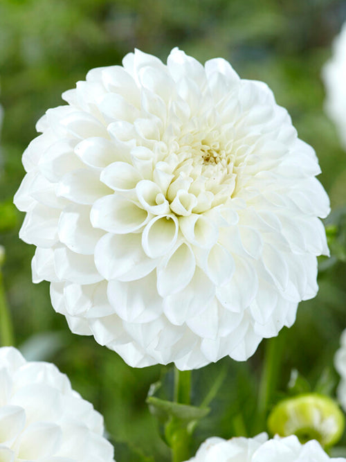 Dahlia Boom Boom White - Weiße Dahlien