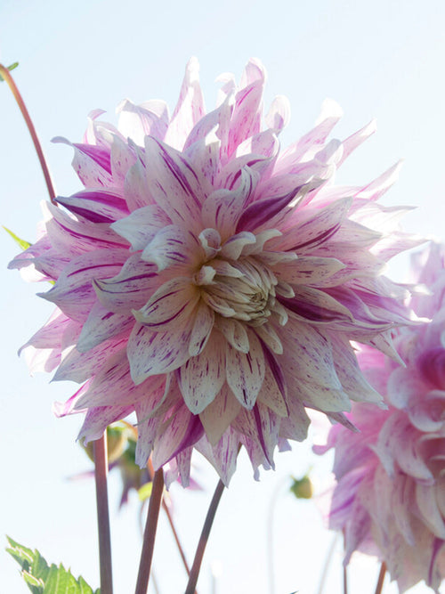 Dahlienknollen Bristol Stripe