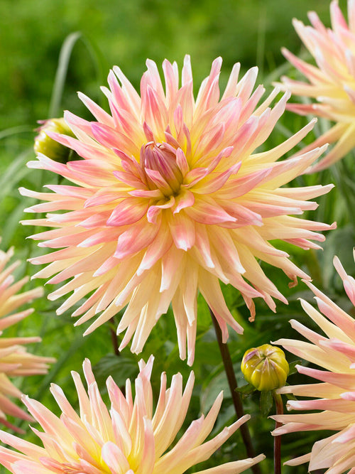Dahlie Cabana Banana mit cremegelben und roséfarbenen Blüten
