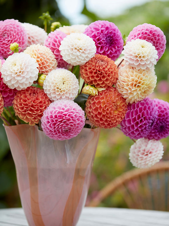 Close-up of rounded Candy Ball dahlia flowers
