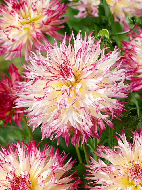 Große Blüte der Fransen-Dahlie Caproz Josephine im Sommergarten
