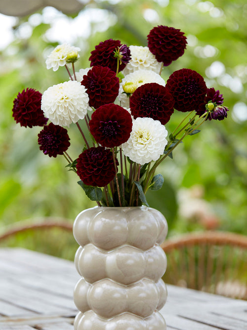 Dahliaknollen bestellen - Dahlia Classic Contrast Kollektion