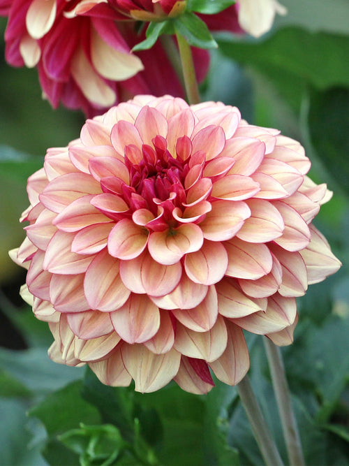 Dahlie Creme de Cognac