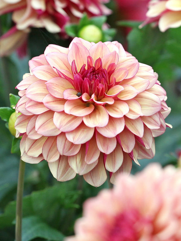 Dahlie Creme de Cognac
