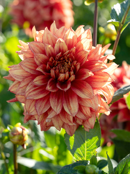 Dahlie Dazzling Magic mit gelb-orange-roten Blüten