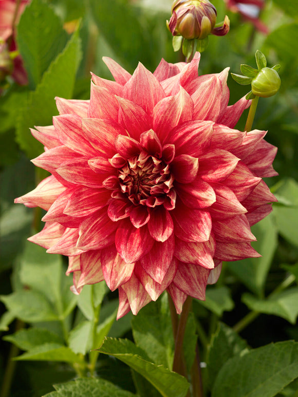 Zier-Dahlie Dazzling Magic im sommerlichen Gartenbeet