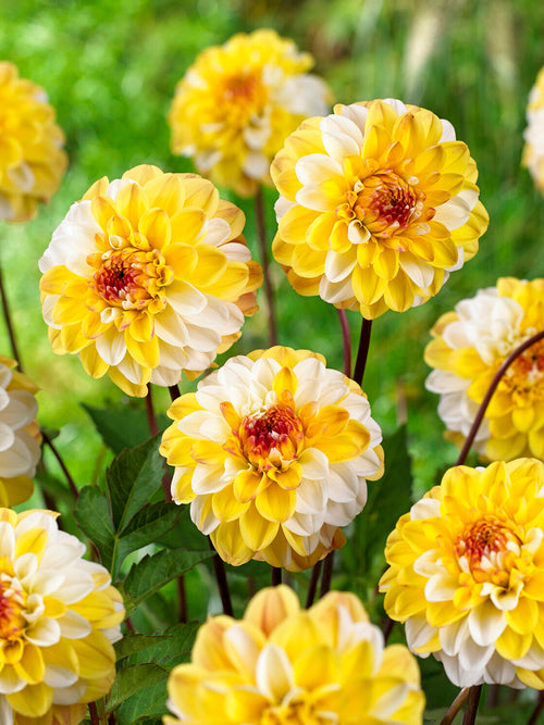 Zier-Dahlie Double Jill im sommerlichen Beet