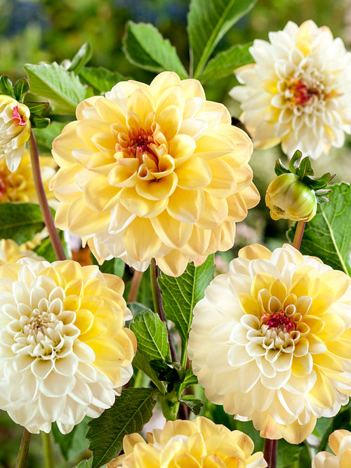 Dahlie Double Jill mit warmem Goldzentrum