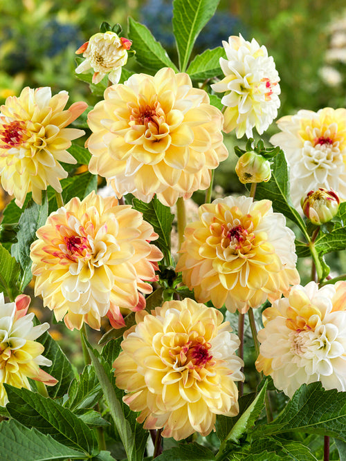 Schnittblume Double Jill in weichen Pastelltönen