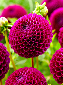 Dahlie Downham Royal