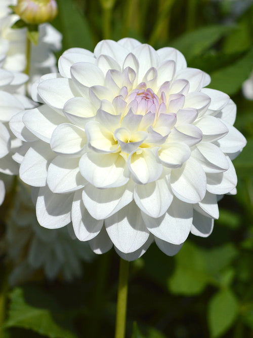 Schmuckdahlie 'Eveline'