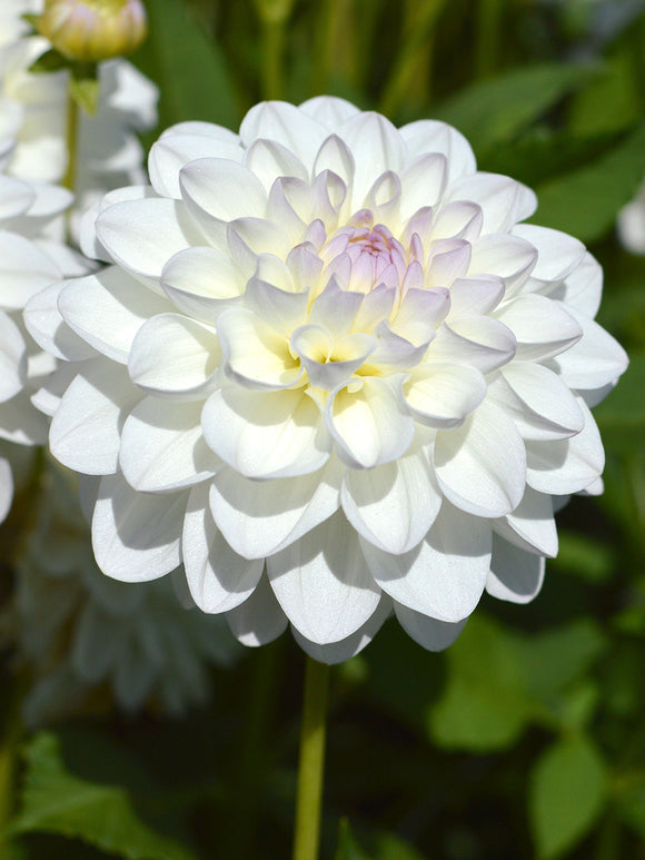 Schmuckdahlie 'Eveline'