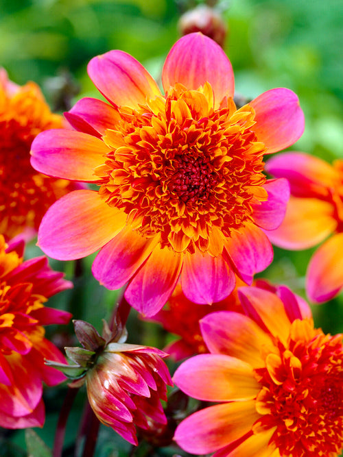Dahlie Floorinoor Anemonendahlie mit großen magentarosafarbenen Außenblütenblättern und dichtem gewölbtem Kupferorangezentrum in voller Blüte im Gartenbeet