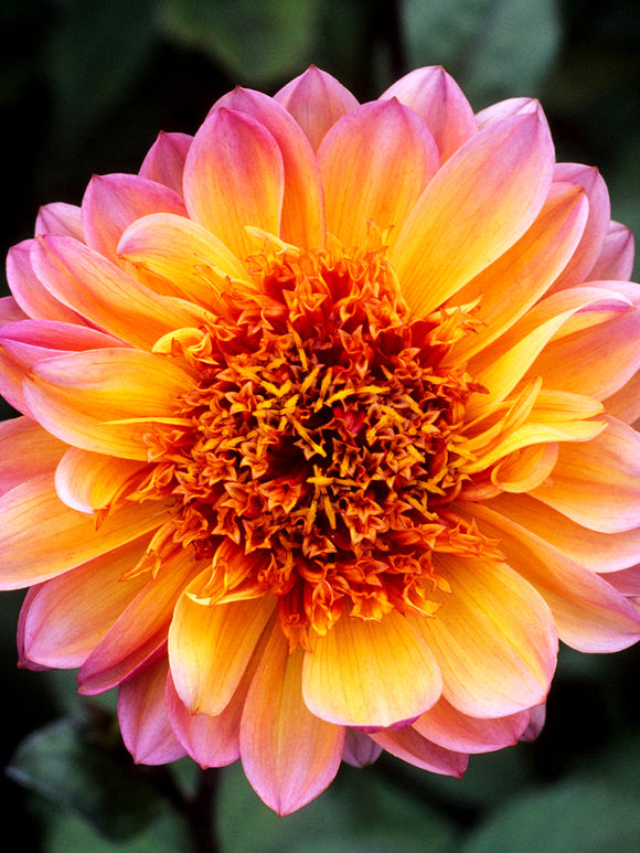 Anemonendahlie Floorinoor in voller Blüte mit warmen Rosa-Orange-Tönen und dunkelgrünem Laub im Sommergarten