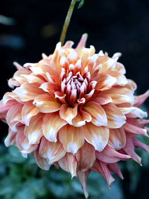 Teller-Dahlie Frost Nip im sommerlichen Garten