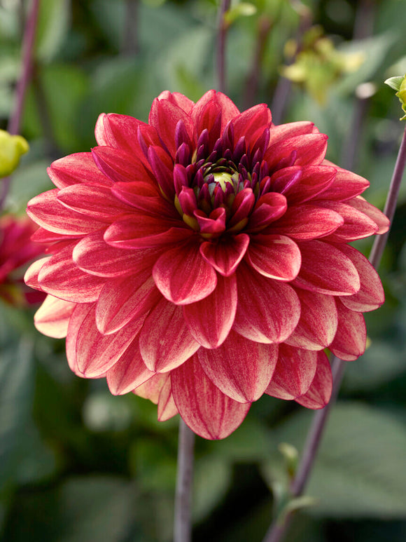 Dahlie Glossy Maracana mit himbeerroten Blüten