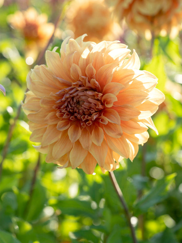 Zier-Dahlie Great Hercules im sommerlichen Gartenbeet
