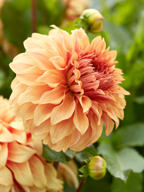 Zier-Dahlie Great Hercules im sommerlichen Gartenbeet