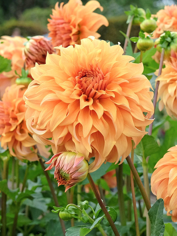 Dahlie Great Hercules mit großen apricotfarbenen Blüten