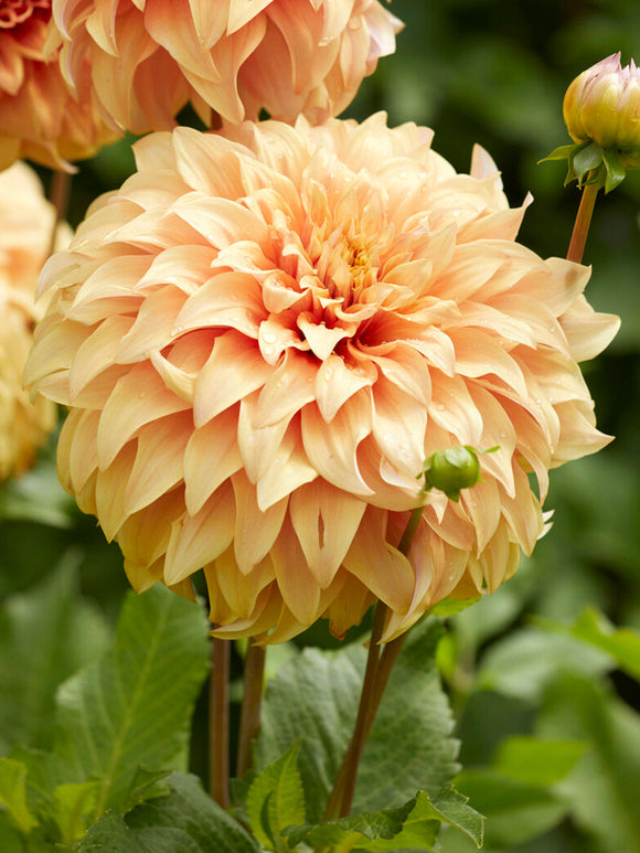 Dahlie Great Hercules mit großen apricotfarbenen Blüten