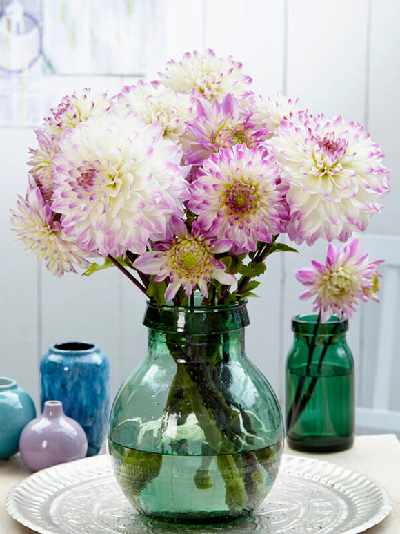 Dahlie Großblütige Hapet® Blue Eyes dahlienknollen